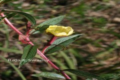 Ludwigia octovalvis